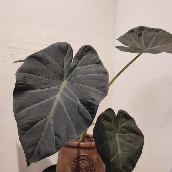 Alocasia Regal Shield · ForYou Flowers