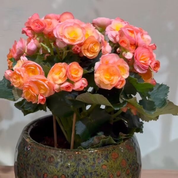 Çiçekli Begonya · ForYou Flowers