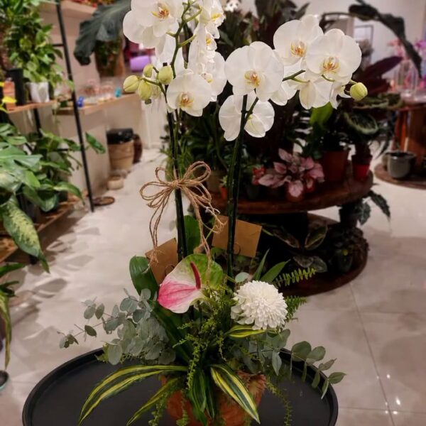Beyaz Orkide Aranjmanı · ForYou Flowers