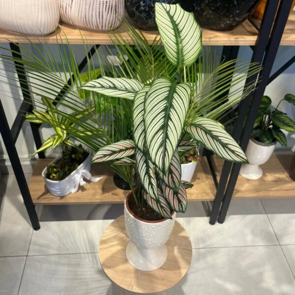 Calathea (Beyaz Çizgili) · ForYou Flowers