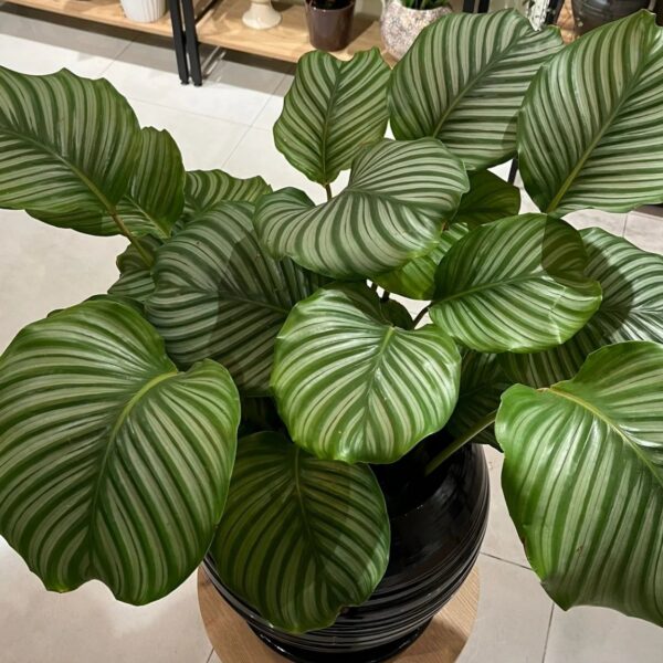 Calathea Orbifolia · ForYou Flowers