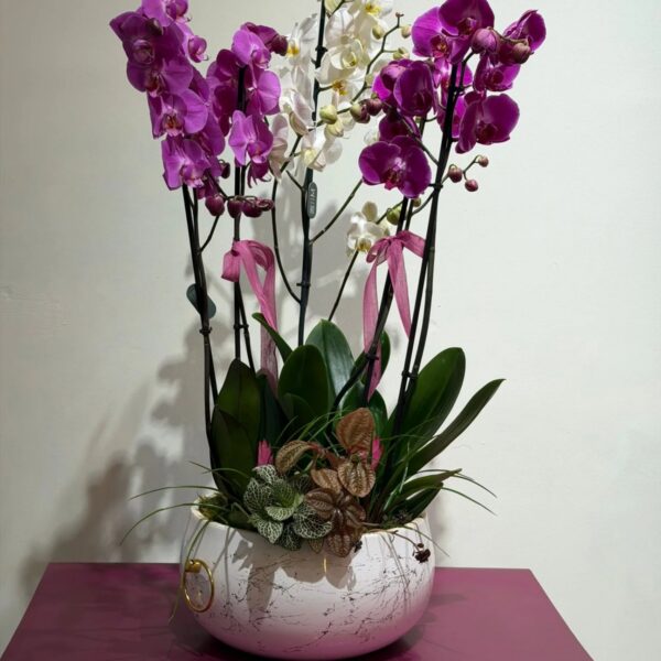 Mor & Beyaz Orkide · ForYou Flowers